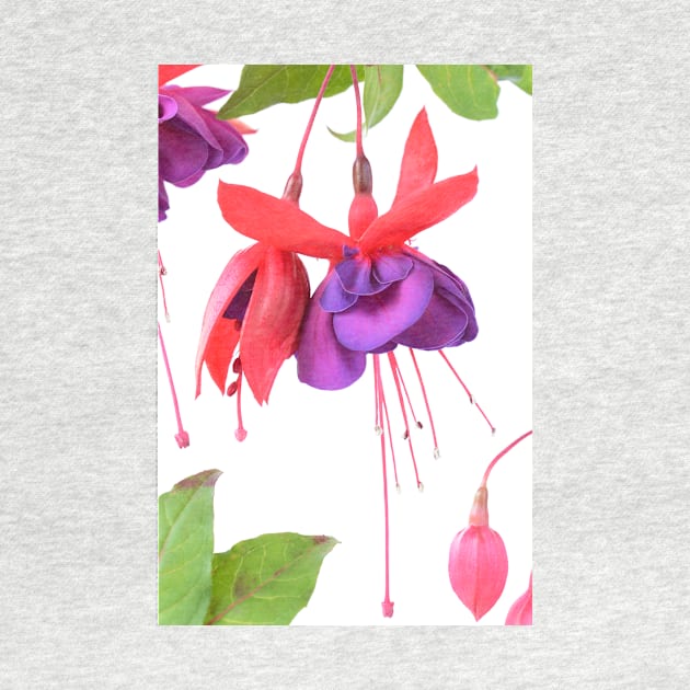 Fuchsia  &#39;Voodoo&#39; by chrisburrows